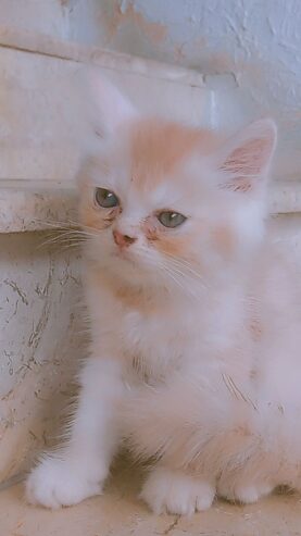 Luna (Persian cat)