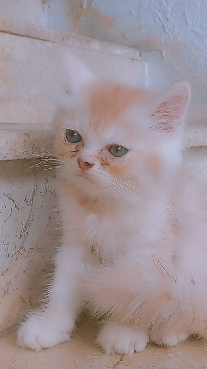 Luna (Persian cat)