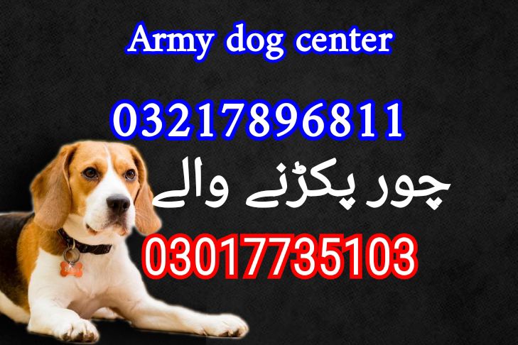 Army dog center punjab 03217896811_03017735103