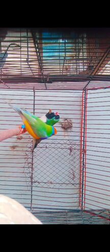 Lady Goldian finch