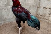 Aseel Galva Male