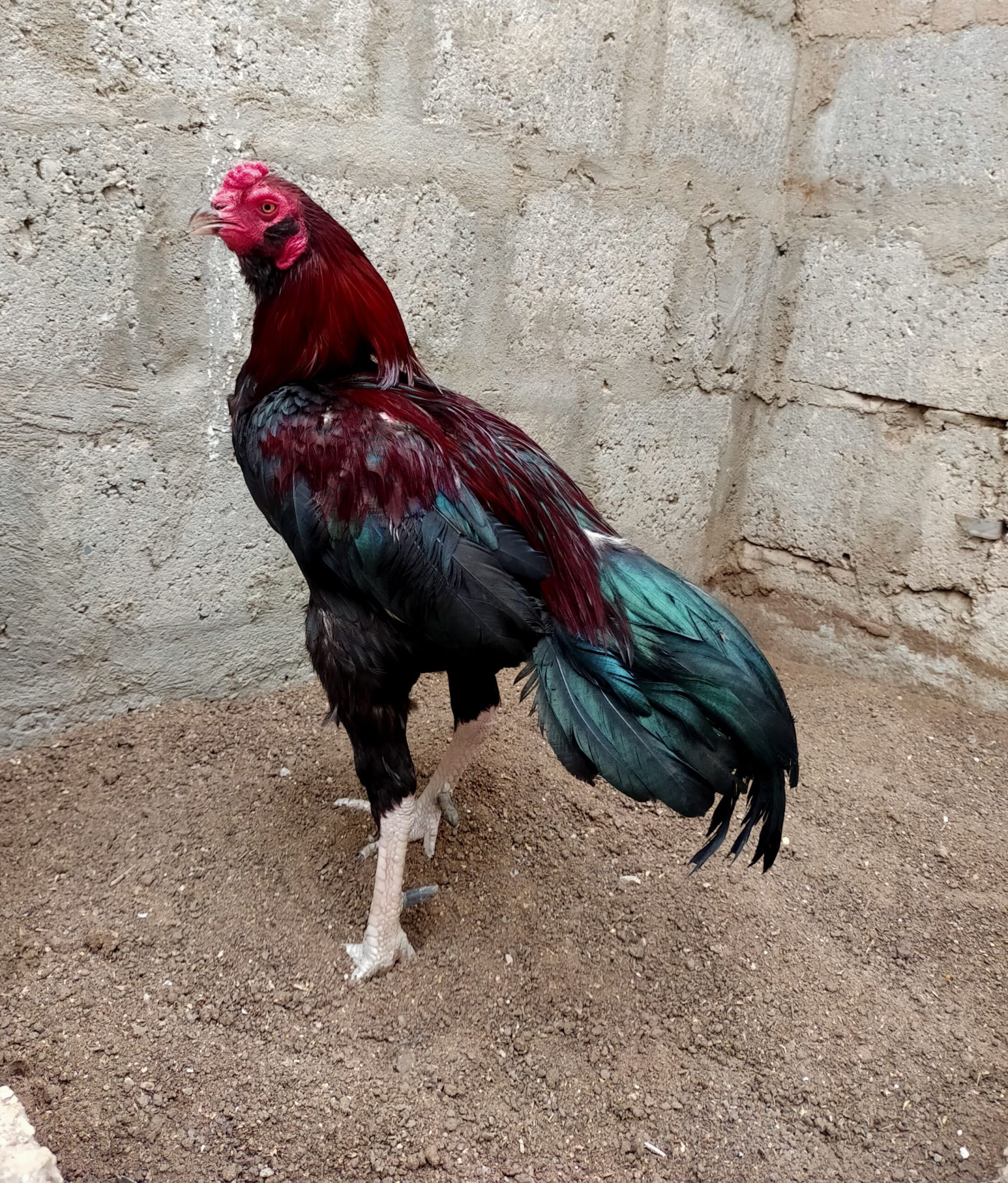 Aseel Galva Male
