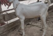 Munde bakre