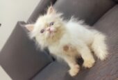 Pure Persian Ex Punch Face Odd Eyes Kitten/Cat