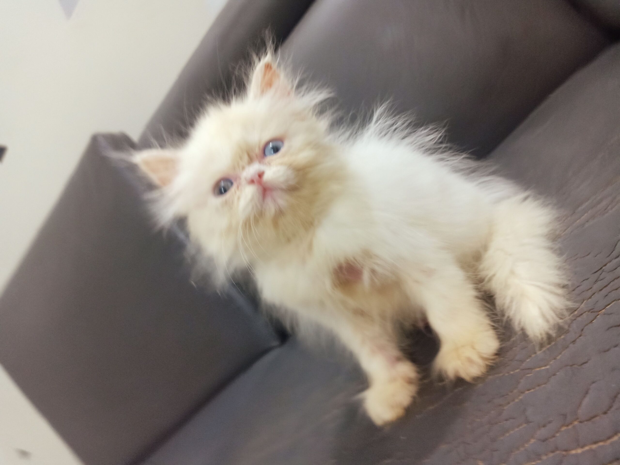 Pure Persian Ex Punch Face Odd Eyes Kitten/Cat