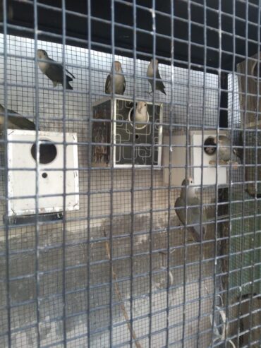 Mix love bird breeder pair available hai per pice ki price ha
