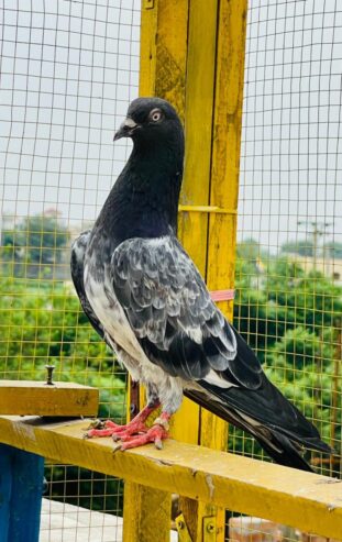 Fancy peigons/Teddy/Dubwalay/Golden/Ferozpuri/Bankay