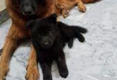 German shepherd puppy