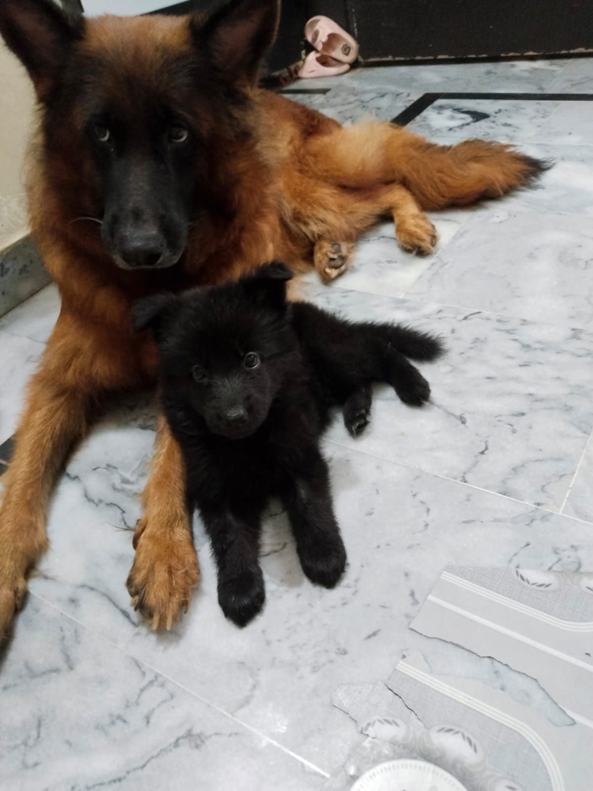 German shepherd puppy