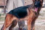 German Shepherd female