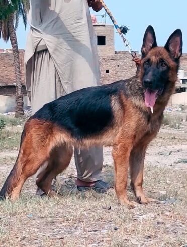 German Shepherd female