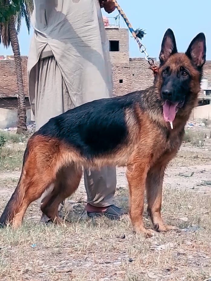 German Shepherd female