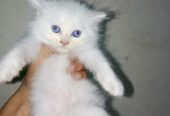 Persian kitten