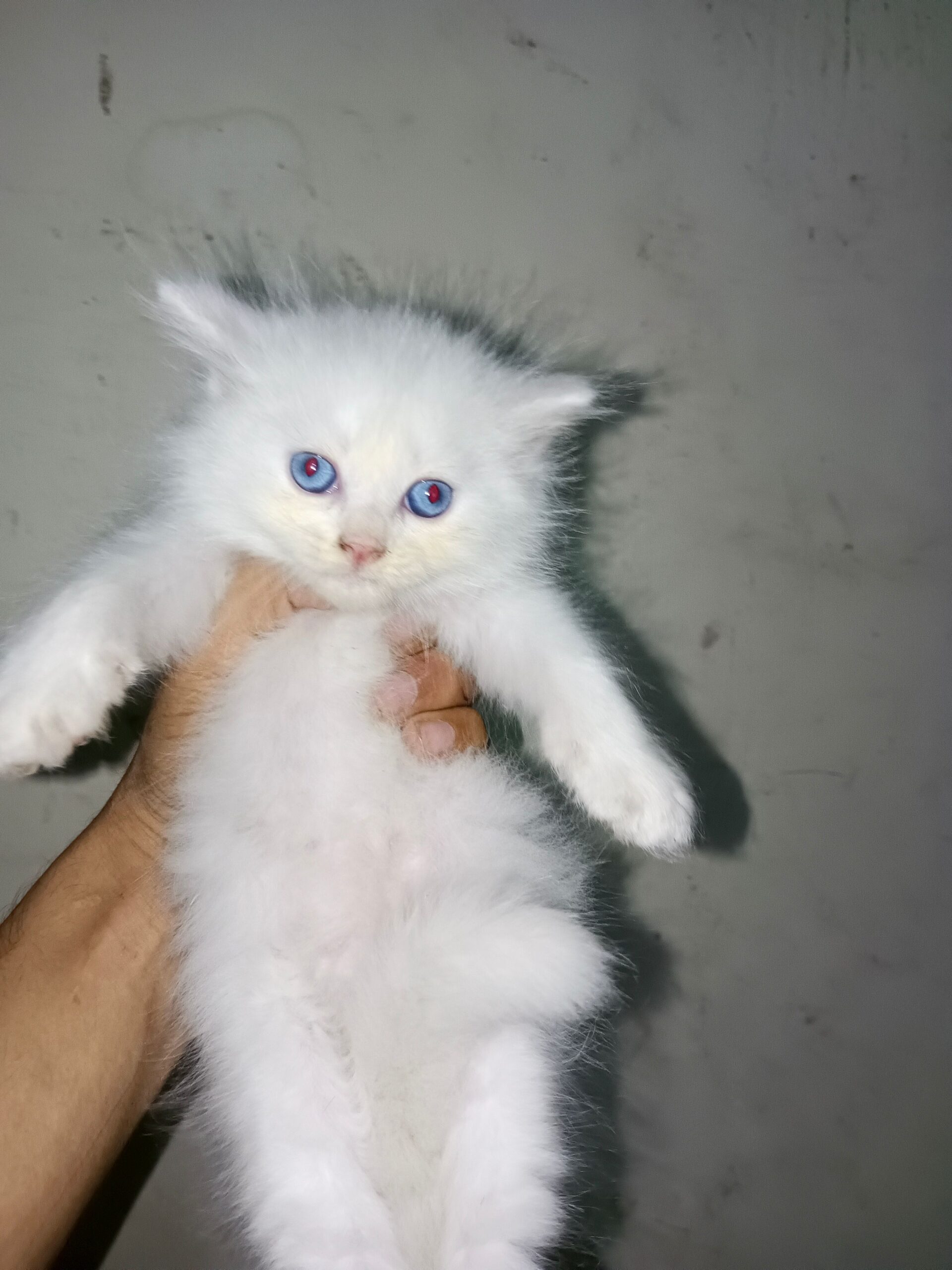 Persian kitten