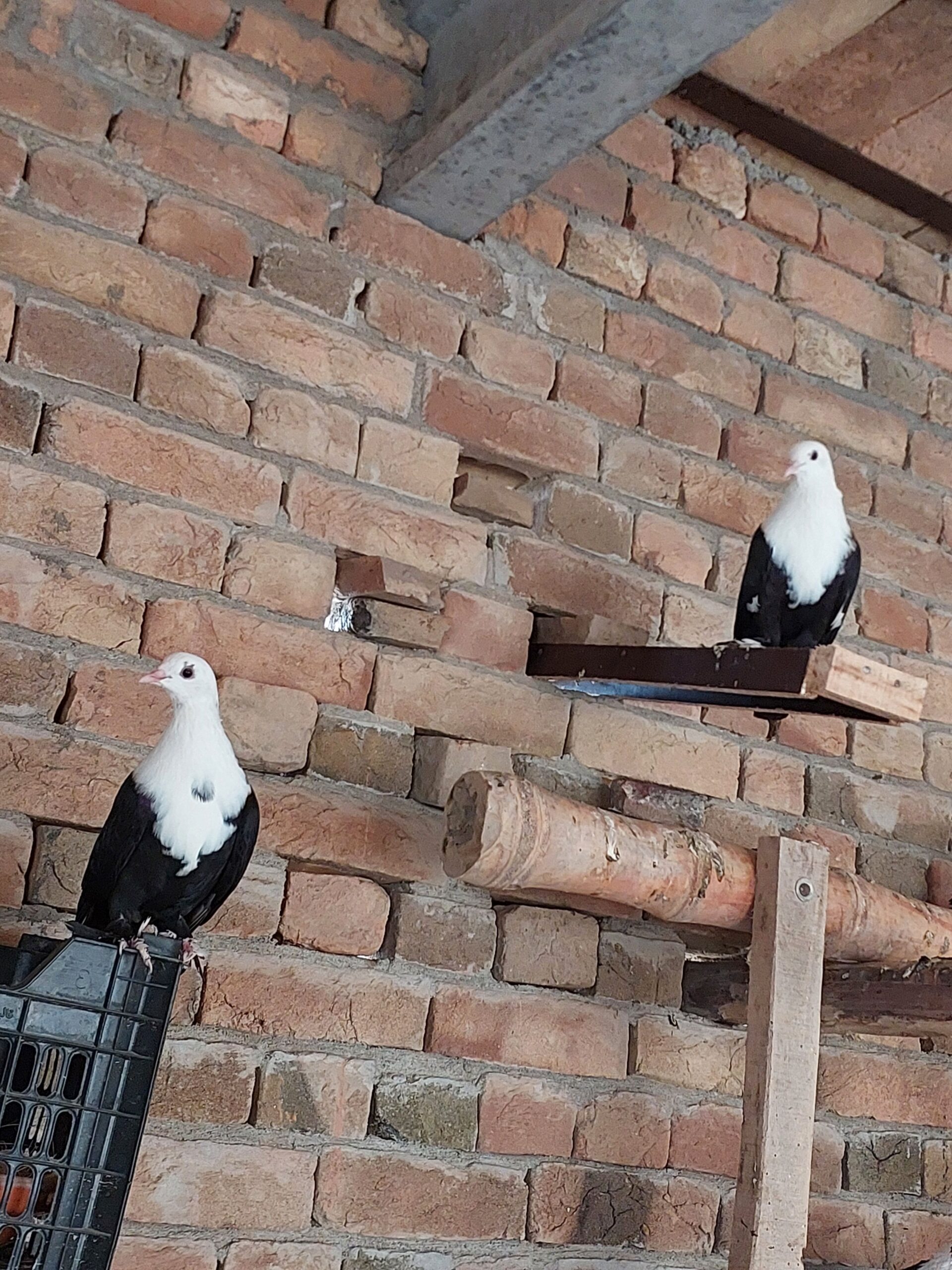 Karbalai peigon