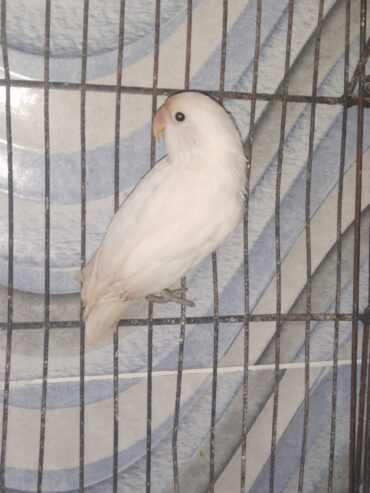 Albino black eye split Eno female