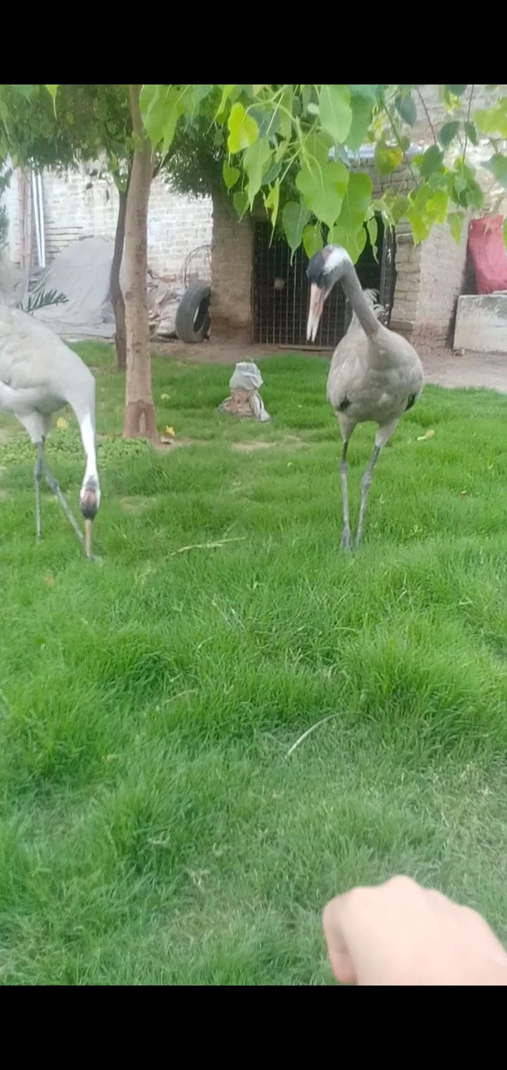 Pair of crains کونج کا جوڑا