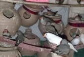 Finches Breeder Pairs Available
