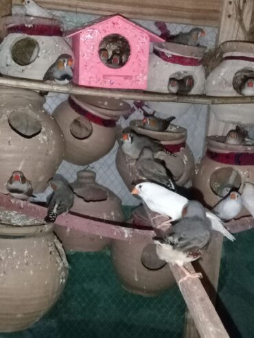 Finches Breeder Pairs Available