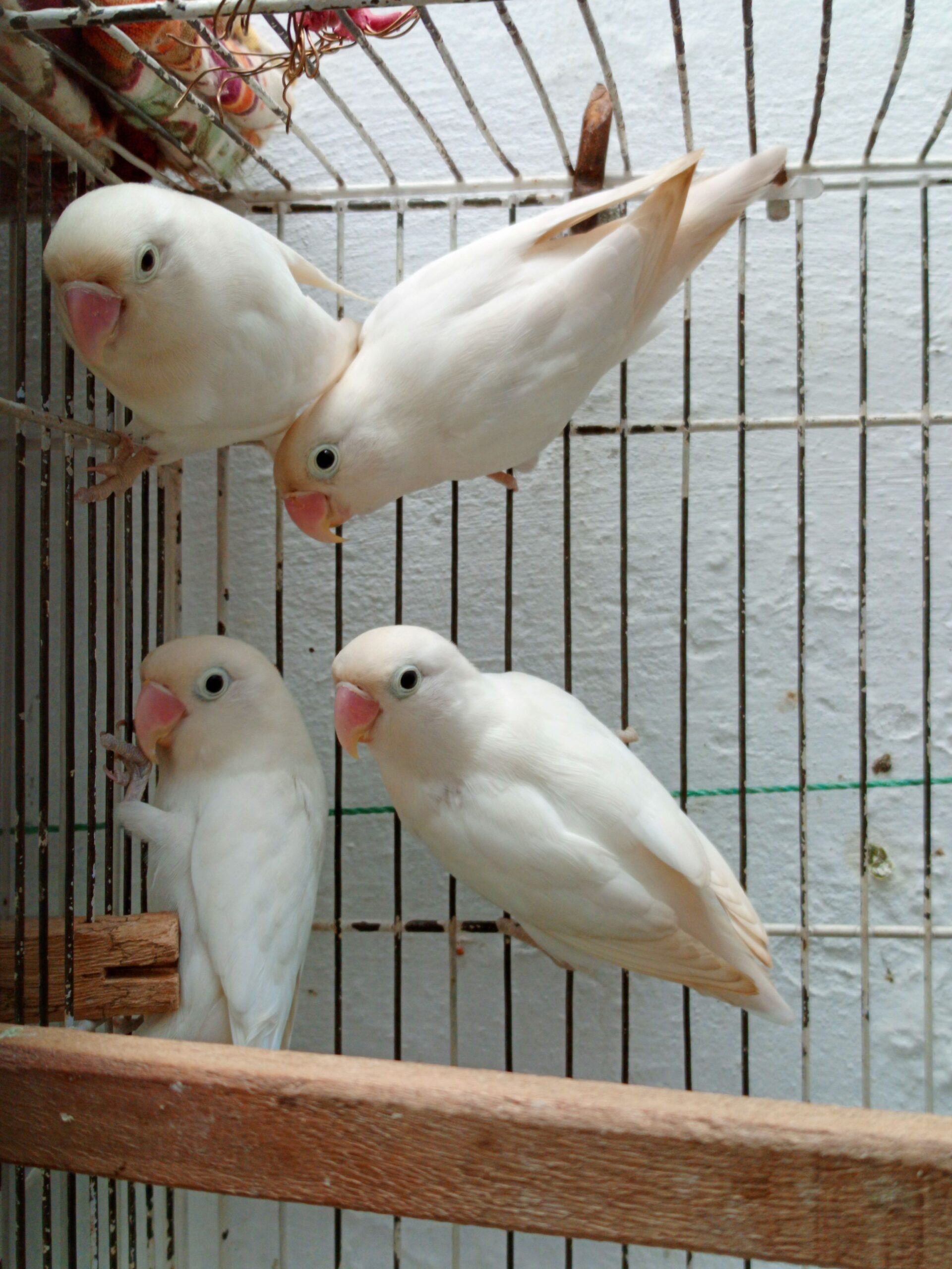 Lovebird Albino Black Eyes