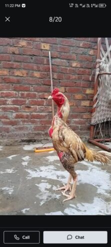 Aseel hint crass patha 3 Thai crass pathiya available