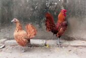 Golden subright breader pair available