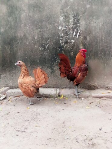 Golden subright breader pair available