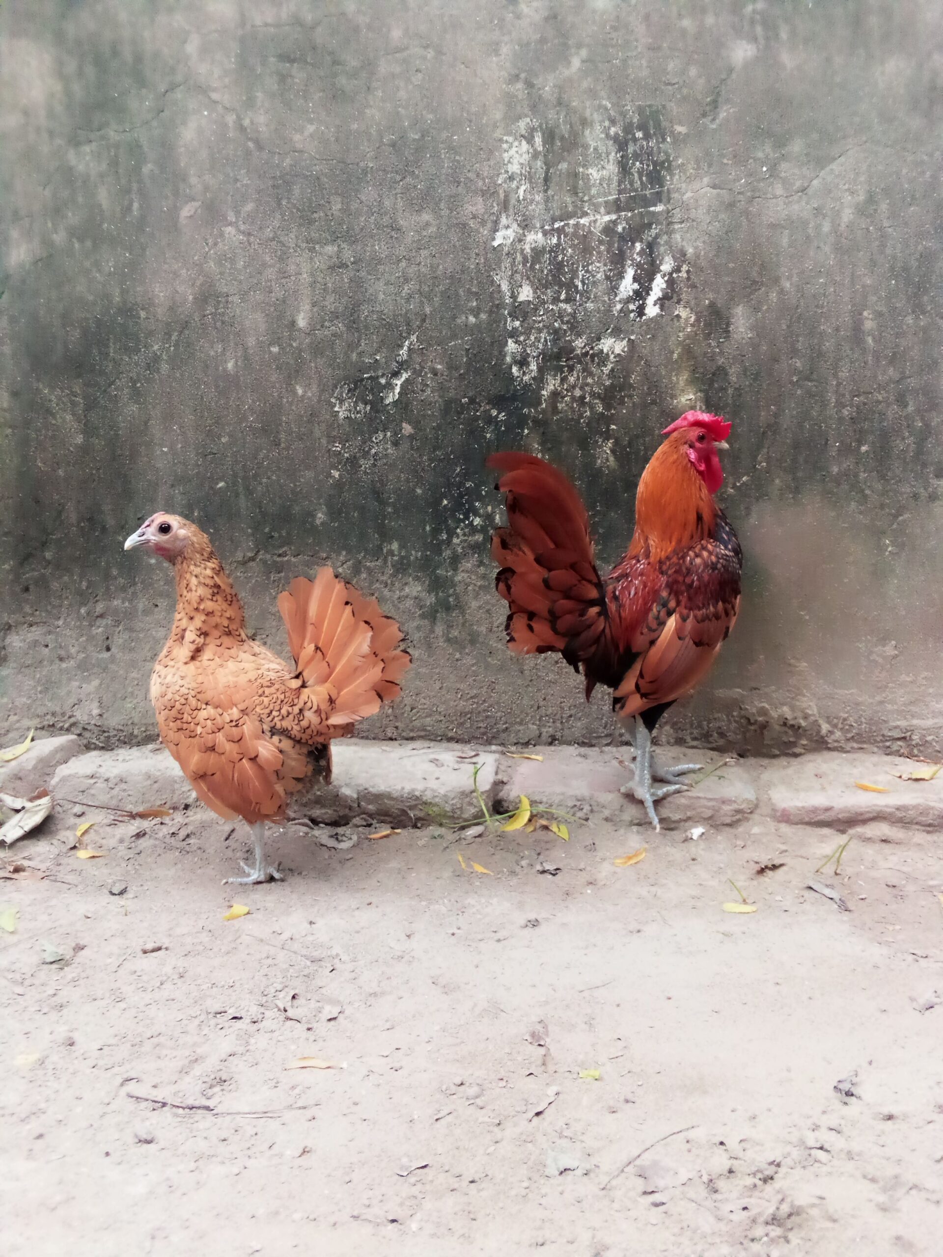 Golden subright breader pair available
