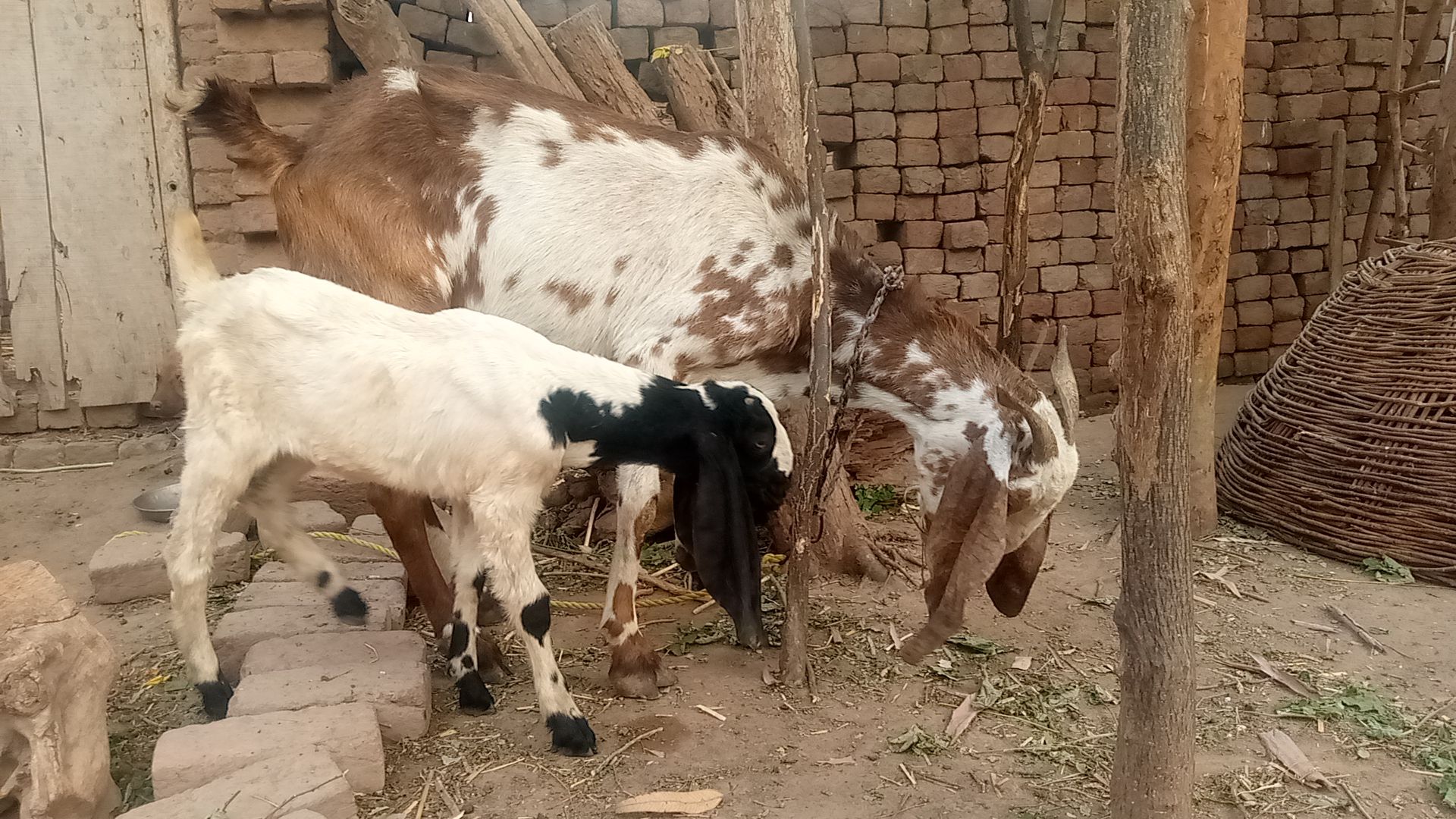 Teen goat