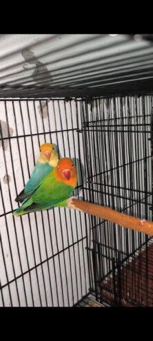 Pair