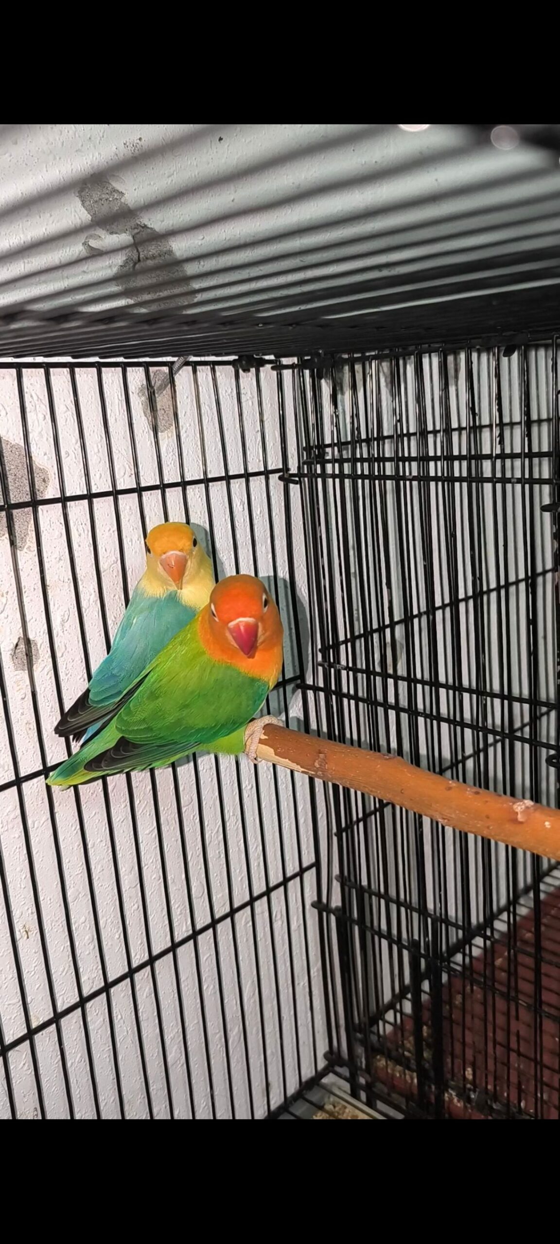 Pair