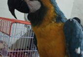 Maccow yellow blue