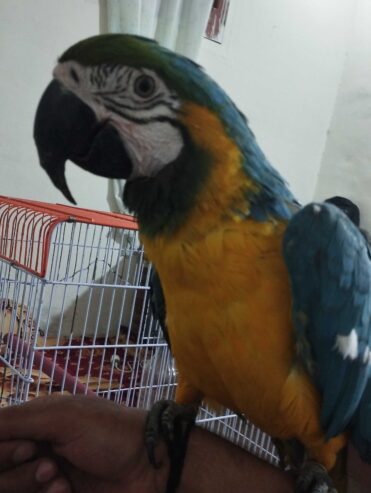 Maccow yellow blue