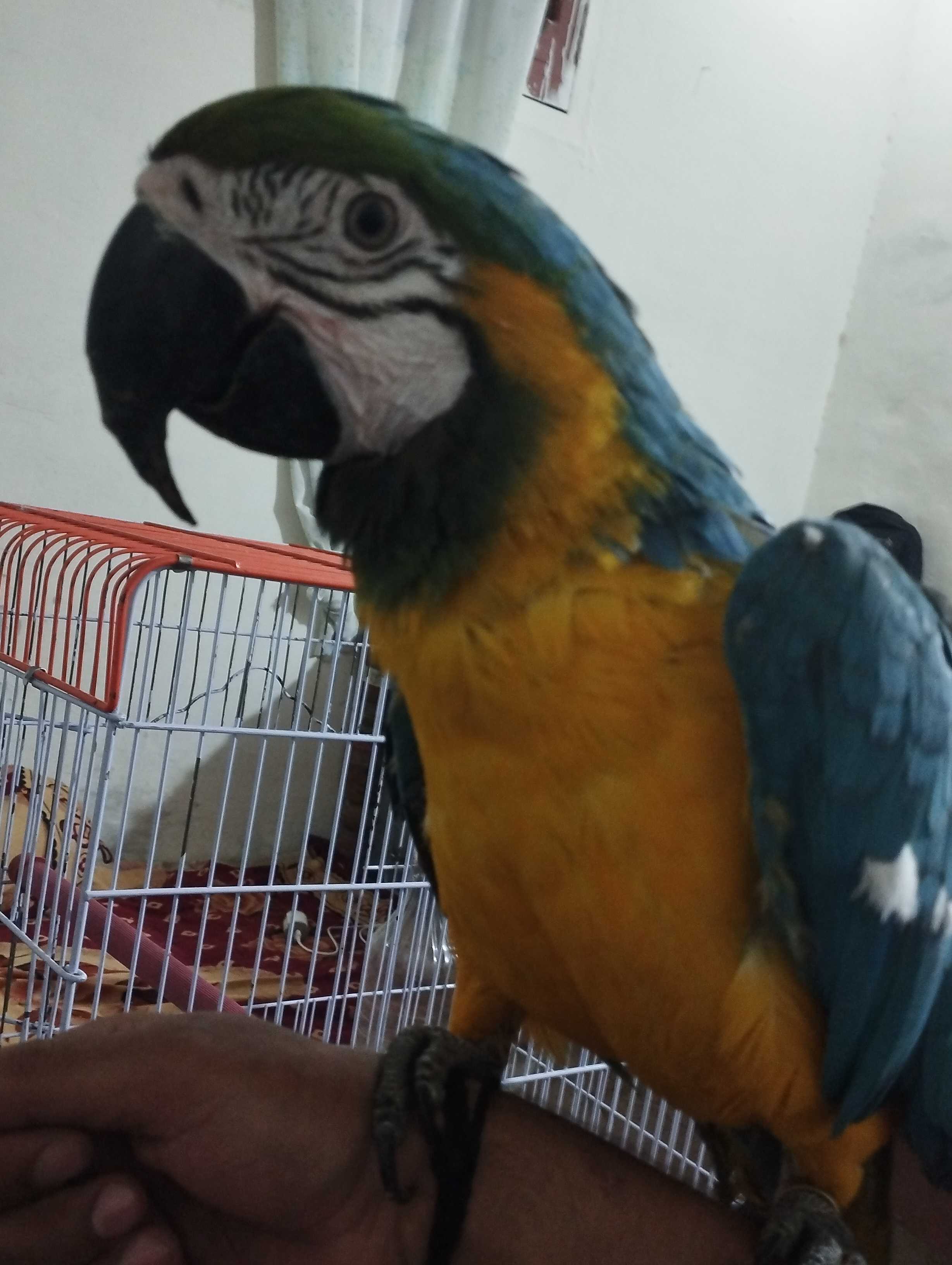 Maccow yellow blue