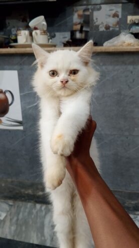 Cat Male