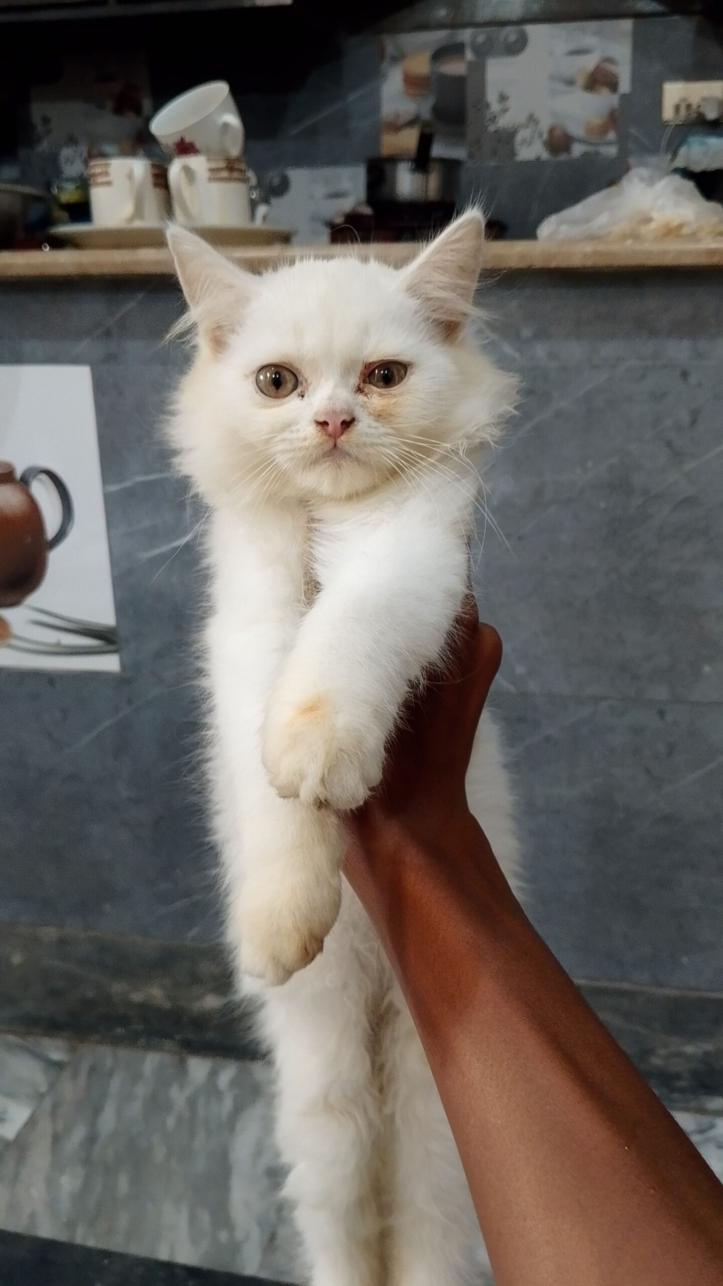Cat Male