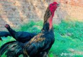 thai Aseel pair for sale