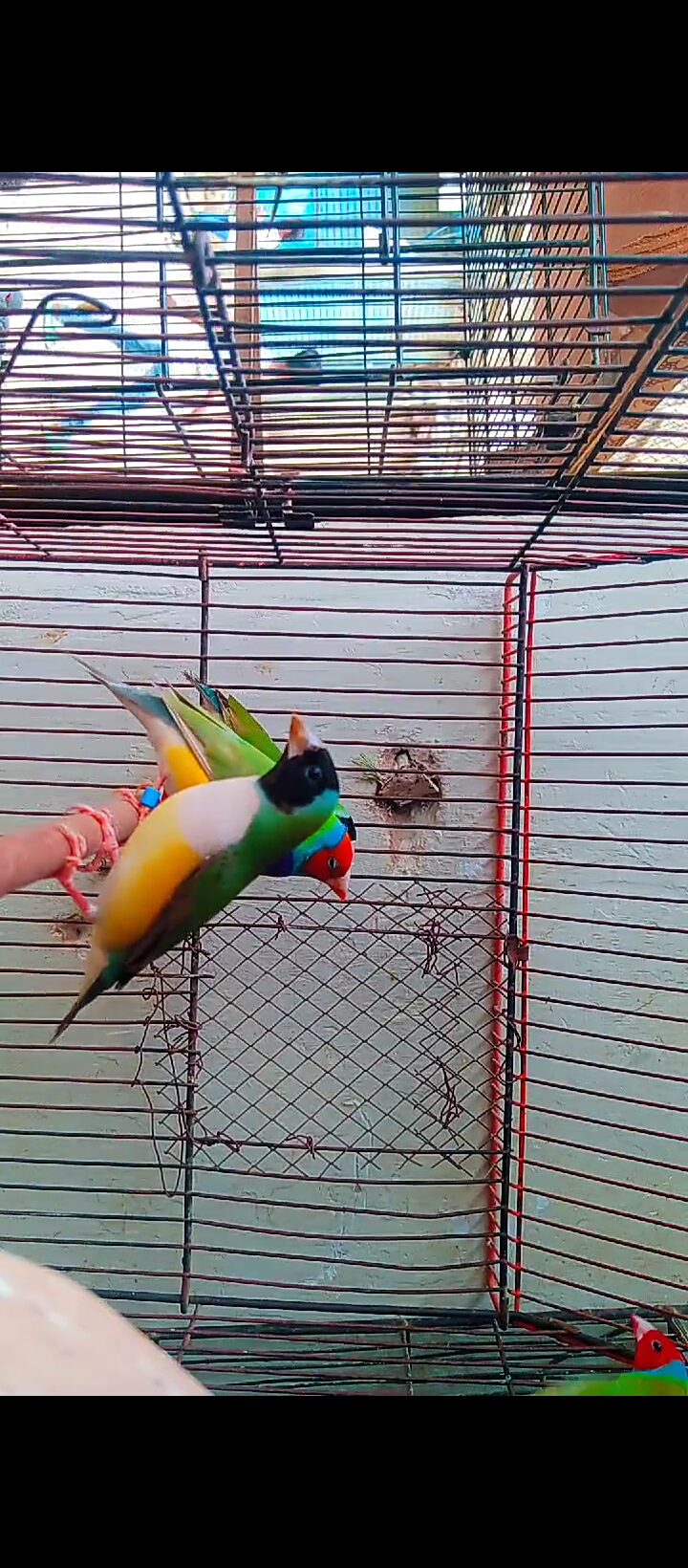 Lady Goldian finch