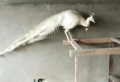 White peacock male for sale