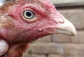 2 high quality aseel hens for sale