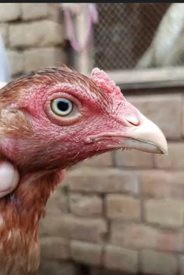 2 high quality aseel hens for sale