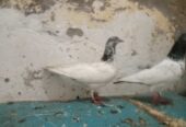 4 kabotar for sale