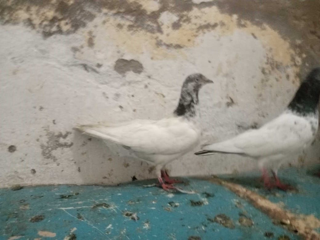 4 kabotar for sale