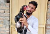 Lassani breeder