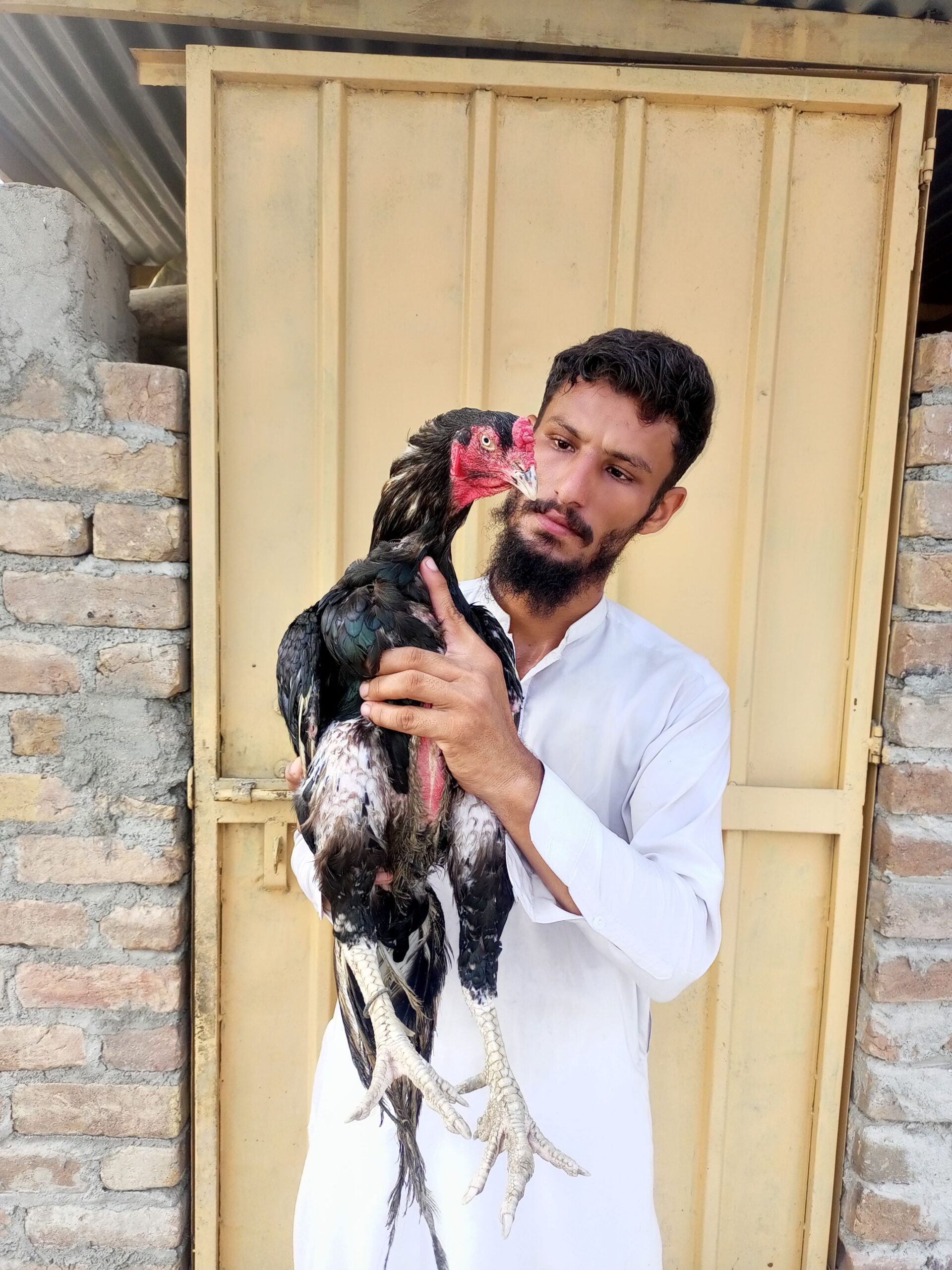 Lassani breeder