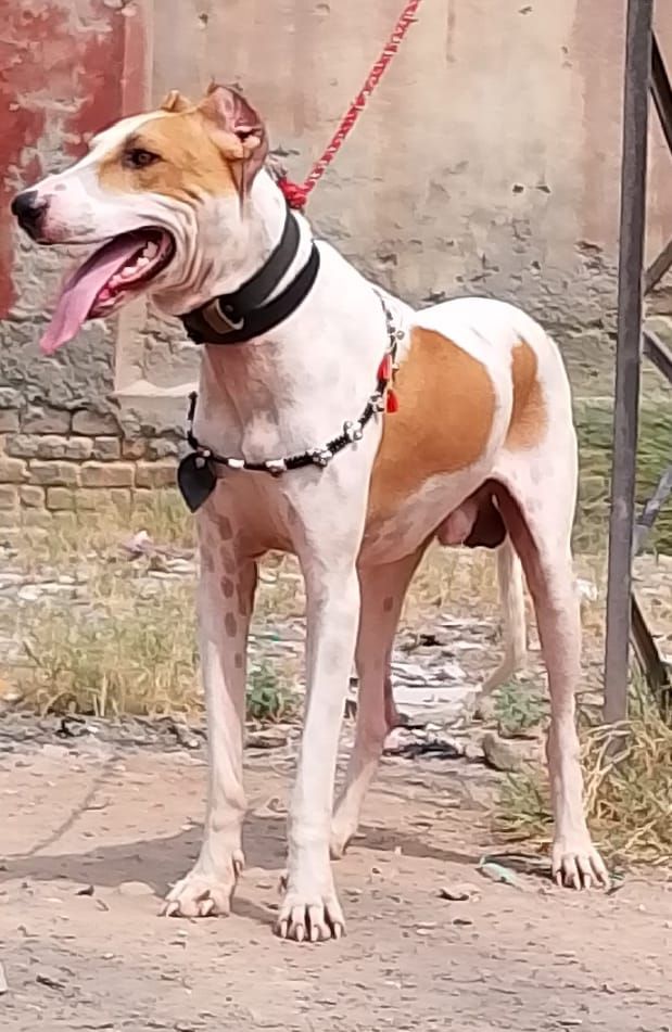 Bully Gulter