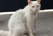 Persian cat
