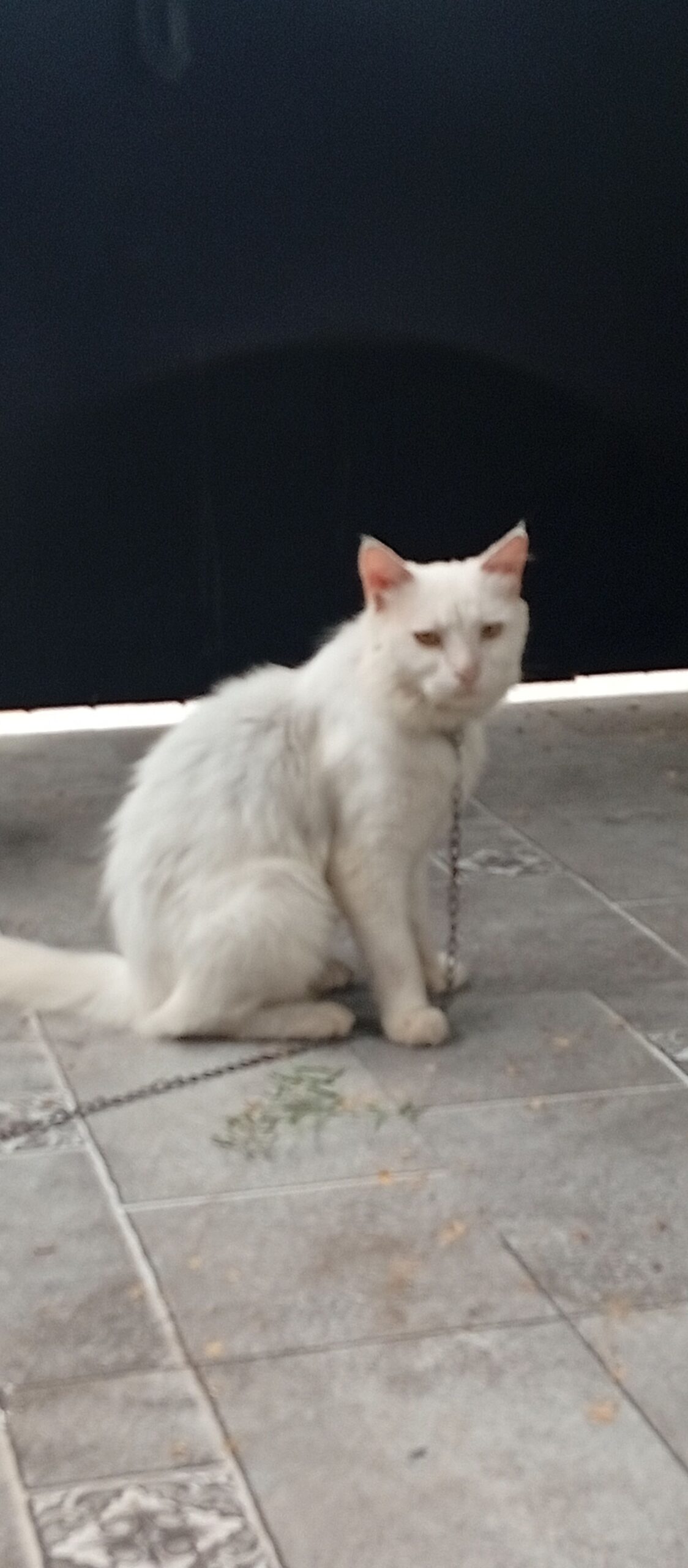 Persian cat
