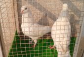 King Pigeon Pair For Sale