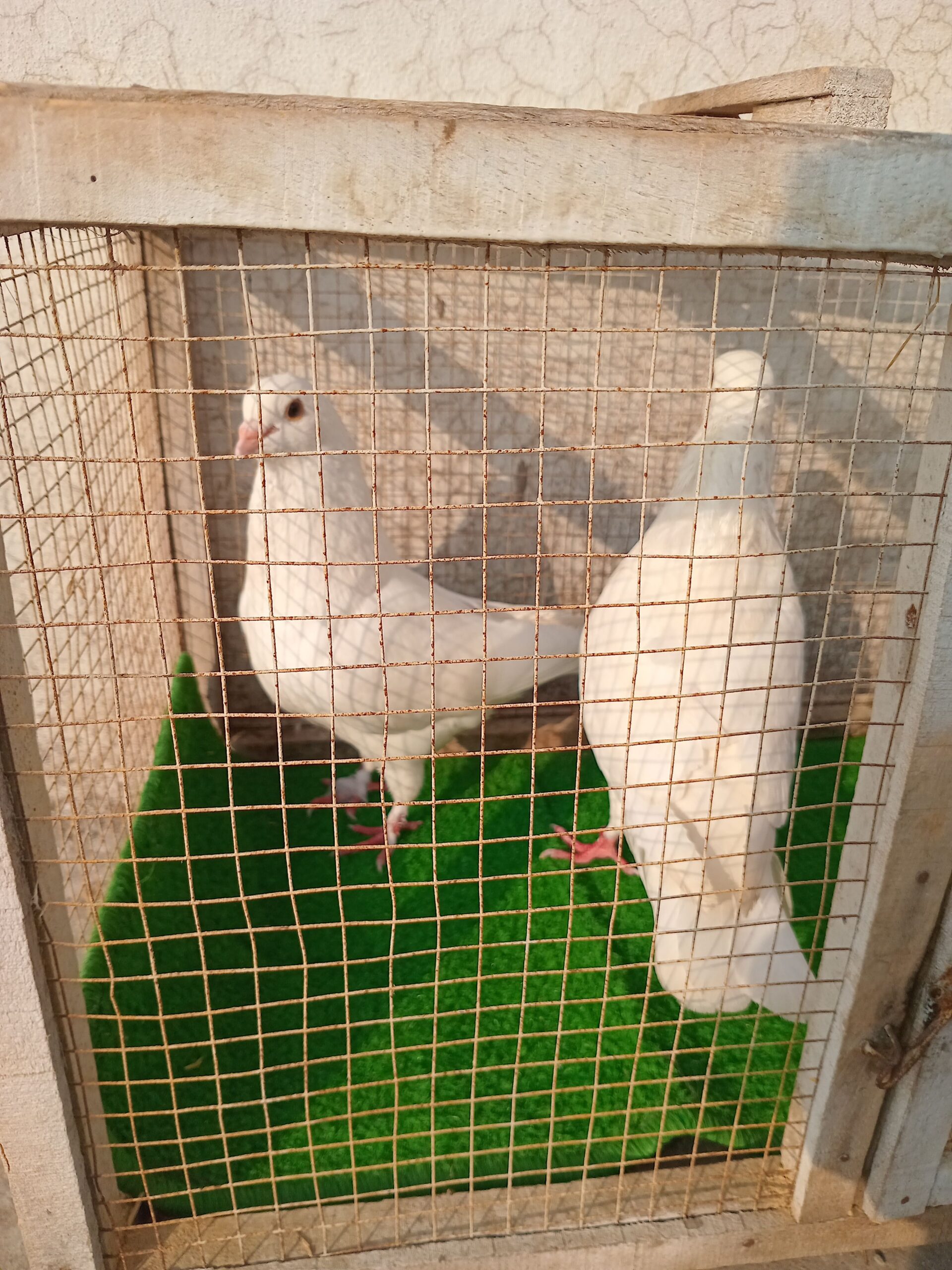 King Pigeon Pair For Sale